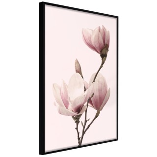 Αφίσες Blooming Magnolias III Μαύρη κορνίζα