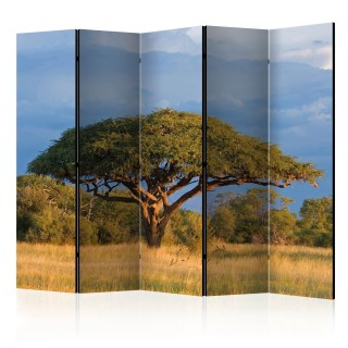 διαχωριστικό με 5 τμήματα - African acacia tree, Hwange National Park, Zimbabwe II [Room Dividers]