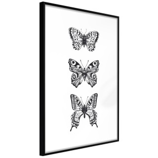 Αφίσες Butterfly Collection III Μαύρη κορνίζα