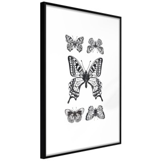 Αφίσες Butterfly Collection IV Μαύρη κορνίζα