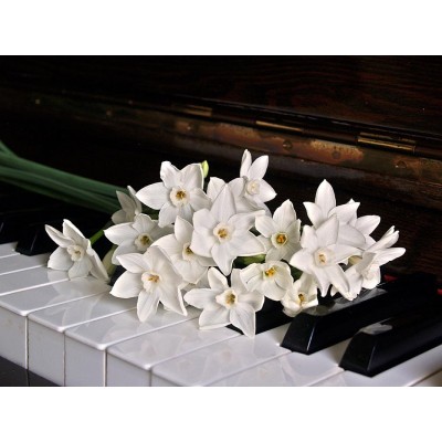 Ρόλερ - Roller Μερικής Συσκότισης ψηφιακής εκτύπωσης 1026-CR