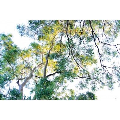 Ρόλερ - Roller Μερικής Συσκότισης ψηφιακής εκτύπωσης 823-CR