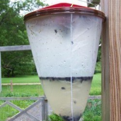 Εντομοαπωθητικά και παγίδες