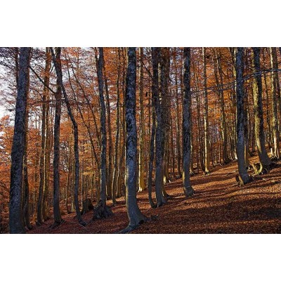 Ρόλερ - Roller Μερικής Συσκότισης ψηφιακής εκτύπωσης 565-FR