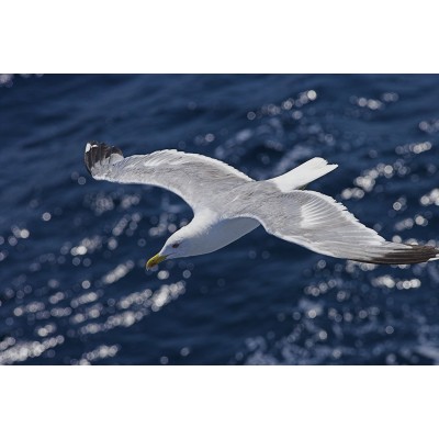 Ρόλερ - Roller Μερικής Συσκότισης ψηφιακής εκτύπωσης 566-FR