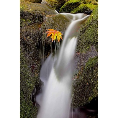 Ρόλερ - Roller Μερικής Συσκότισης ψηφιακής εκτύπωσης 568-FR