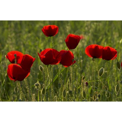 Ρόλερ - Roller Μερικής Συσκότισης ψηφιακής εκτύπωσης 569-FR