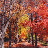 Ρόλερ - Roller Μερικής Συσκότισης ψηφιακής εκτύπωσης 795-CR