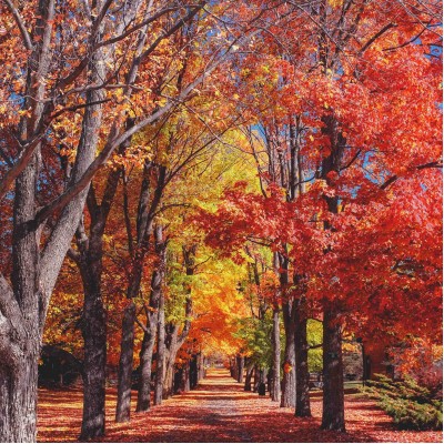 Ρόλερ - Roller Μερικής Συσκότισης ψηφιακής εκτύπωσης 795-CR