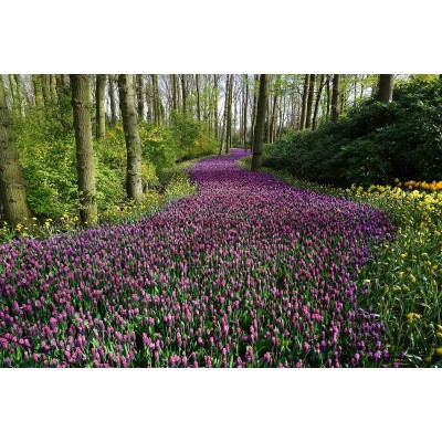 Ρόλερ - Roller Μερικής Συσκότισης ψηφιακής εκτύπωσης 804-CR