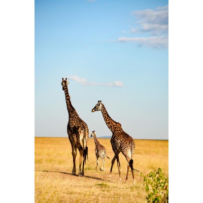 Ρόλερ - Roller Μερικής Συσκότισης ψηφιακής εκτύπωσης 806-CR