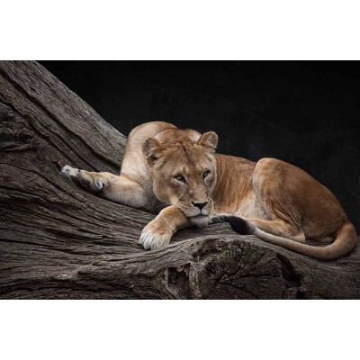 Ρόλερ - Roller Μερικής Συσκότισης ψηφιακής εκτύπωσης 810-CR