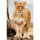 Ρόλερ - Roller Μερικής Συσκότισης ψηφιακής εκτύπωσης 812-CR