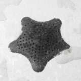 Τριχοπαγίδα Με Βεντούζες Μαύρο Umbra Starfish 023014-040