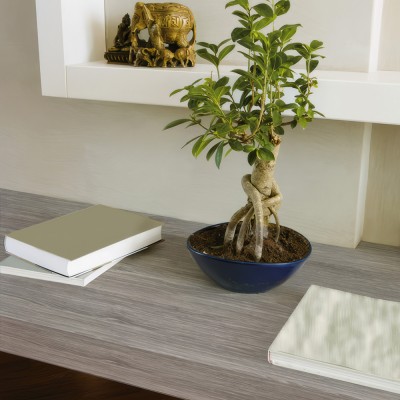 Αυτοκόλλητη διακοσμητική μεμβράνη Πλάτος 45cm dc-fix Wood (Ξύλινες Επιφάνειες) 200-3186 Eiche Sheﬃeld perlgrey Πώληση Ανά Μέτρο