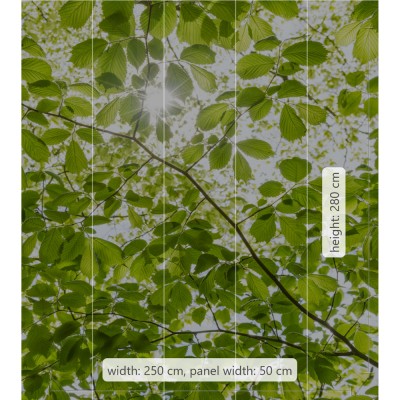 Φωτοταπετσαρία Τοίχου KOMAR "Im Frühlingswald" σειρά "STEFAN HEFELE Ed. 2" 250x280cm SHX5-045