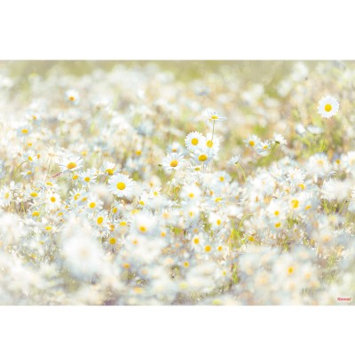 Φωτοταπετσαρία τοίχου Komar 8-994 Daisies 3.68 cm x  2.54 cm