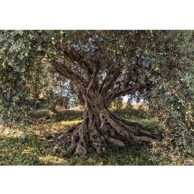 Φωτοταπετσαρία τοίχου Komar 8-531 Olive Tree 3.68m x  2.54m