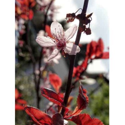 Σύστημα σκίασης ρόλερ 152-CR