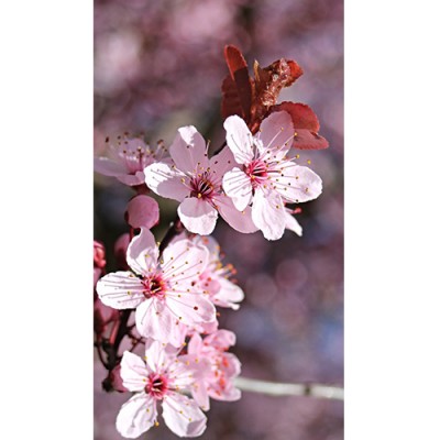 Σύστημα σκίασης ρόλερ 153-CR