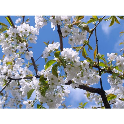 Σύστημα σκίασης ρόλερ 154-CR