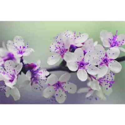 Σύστημα σκίασης ρόλερ 155-CR