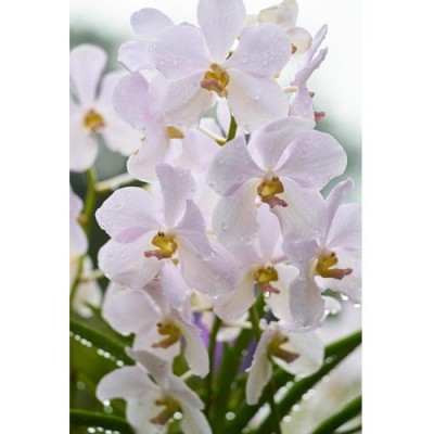 Σύστημα σκίασης ρόλερ 156-CR