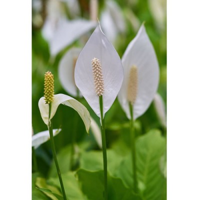 Σύστημα σκίασης ρόλερ 158-CR