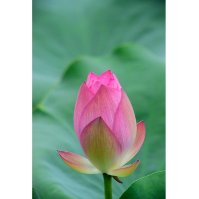 Σύστημα σκίασης ρόλερ 159-CR