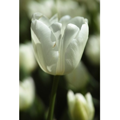 Σύστημα σκίασης ρόλερ 160-CR