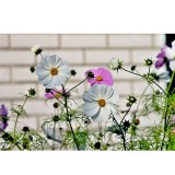 Σύστημα σκίασης ρόλερ 162-CR