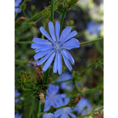 Σύστημα σκίασης ρόλερ 163-CR