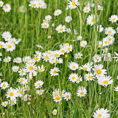 Σύστημα σκίασης ρόλερ 167-CR