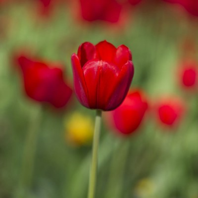 Σύστημα σκίασης ρόλερ 168-CR