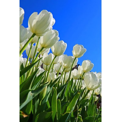 Σύστημα σκίασης ρόλερ 169-CR