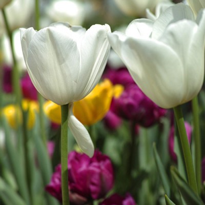 Σύστημα σκίασης ρόλερ 170-CR