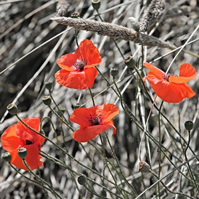Σύστημα σκίασης ρόλερ 171-CR