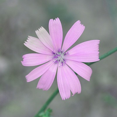 Σύστημα σκίασης ρόλερ 172-CR