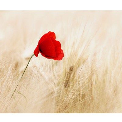 Σύστημα σκίασης ρόλερ 709-CR