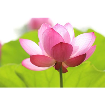 Σύστημα σκίασης ρόλερ 717-CR