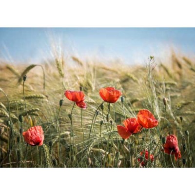 Σύστημα σκίασης ρόλερ 718-CR