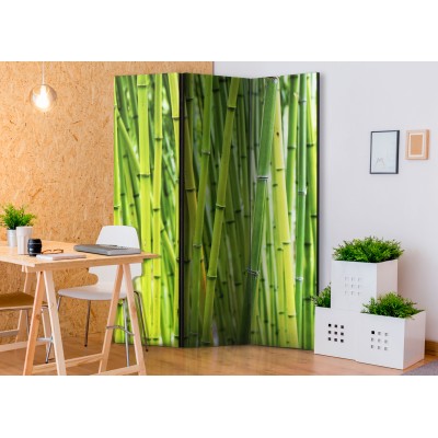 Διαχωριστικό δωματίου - Bamboo Forest
