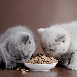 Τροφές & Είδη για Γάτες
