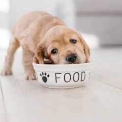 Τροφές & Είδη για Σκύλους