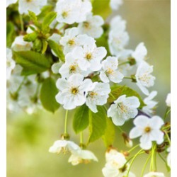 Λουλούδι κερασιάς