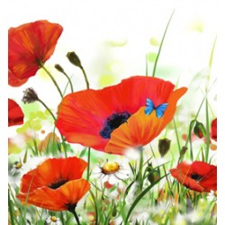 Παπαρούνες