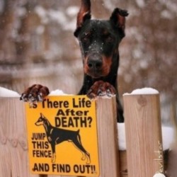 Πινακίδες Προειδοποίηση Παρουσίας Σκύλου